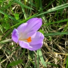 Piante 1