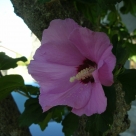 Fiori 2