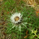 fiori 3