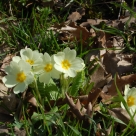 Fiori 4